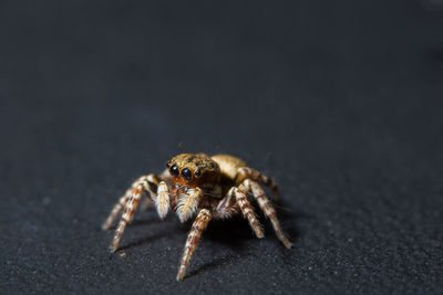 Close-up of spider on wet street