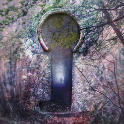 Close-up of old tree trunk in forest