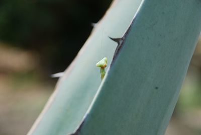 Close-up of insect on plant