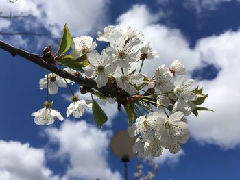 Low angle view of cherry blossoms against sky