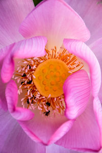 Close-up of pink flower blooming outdoors