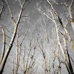 Low angle view of bare tree against sky