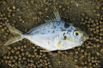 Close-up of fish underwater