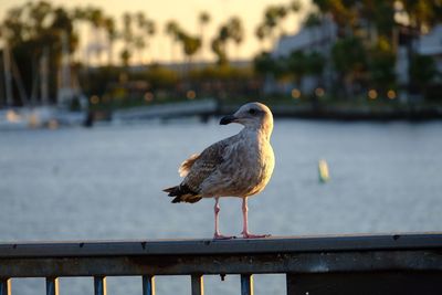 Close-up of bird perching on retaining wall