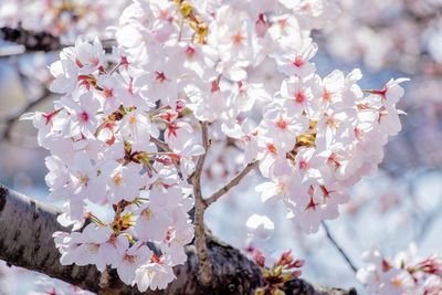 Close-up of cherry blossom tree