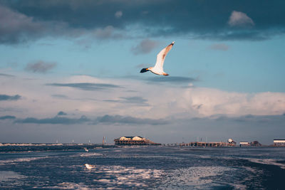 Seagull flying over sea against sky