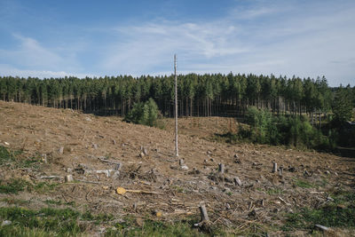 Scenic view of trees growing on field against sky