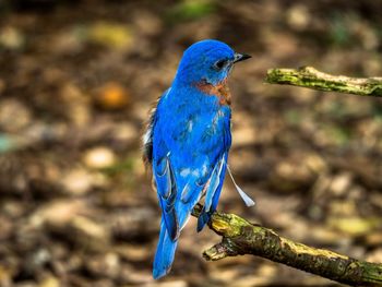 Close-up of bird perching on leaf