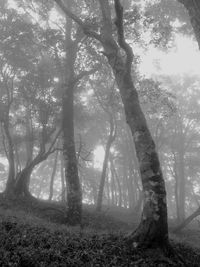 Trees in forest