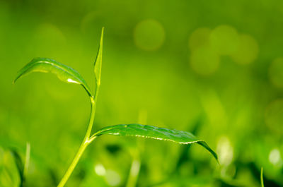 Close-up of plant growing on field