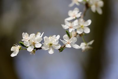 Close-up of white cherry blossoms