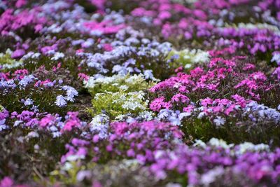 Close-up of purple flowering plants on field