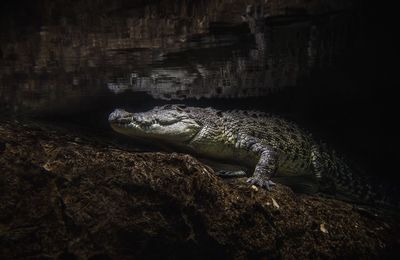 Crocodile at lake during night