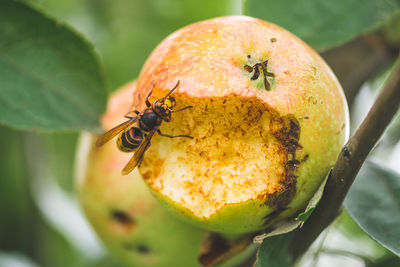 Close-up of ladybug on fruit