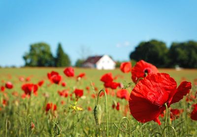 Close-up of red poppy flowers on field