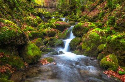 Scenic view of waterfall in forest