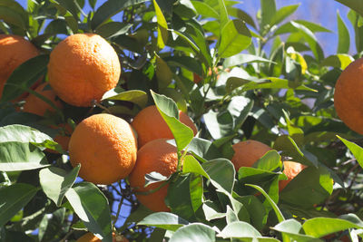 Close-up of fruits on tree