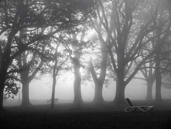 Trees on landscape in foggy weather