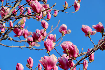 Low angle view of cherry blossoms against sky