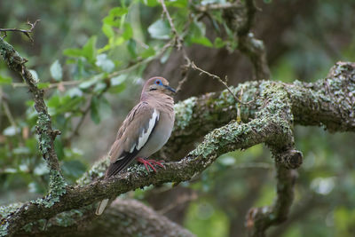 Low angle view of bird perching on tree