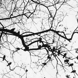 Low angle view of bare tree against sky