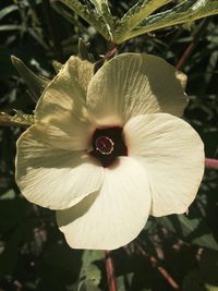 Macro shot of white flower