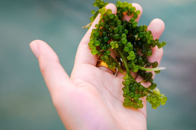 Cropped hand holding leaves