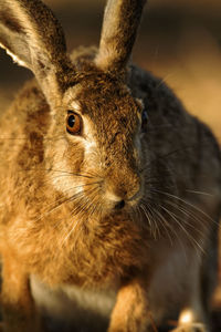 Wild hare on brijuni national park, croatia