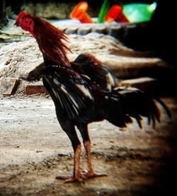 Close-up of rooster on field