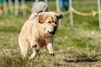 Big dog running in the green field on lure coursing competition