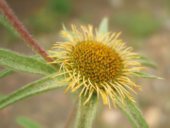 Close-up of white flower