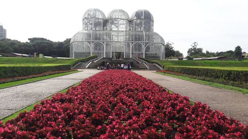 View of red flowering plants in garden