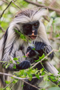 Close-up of monkey