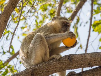 Low angle view of vervet monkey sitting on tree eating stolen orange, namibia