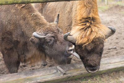 Close-up of goat