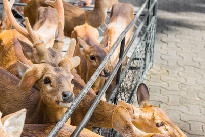 Close-up of dogs