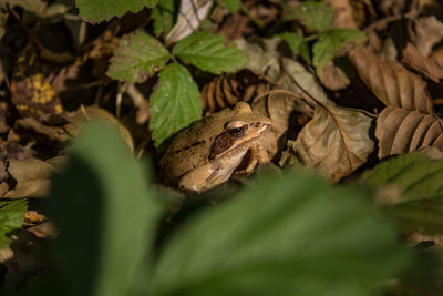 Close-up of frog on leaves