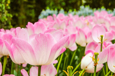 Close-up of pink flower