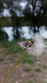 Close-up of dandelion flower