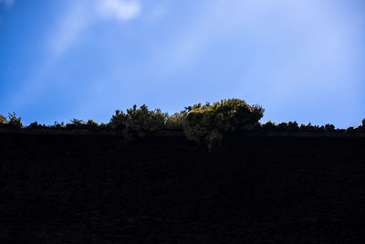 Low angle view of trees against sky