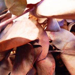 Full frame shot of leaves