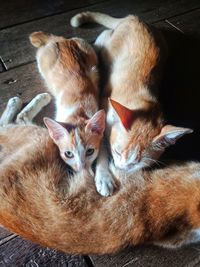 High angle view of cats resting