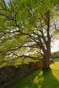 Trees on field