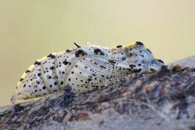 Close-up of insect