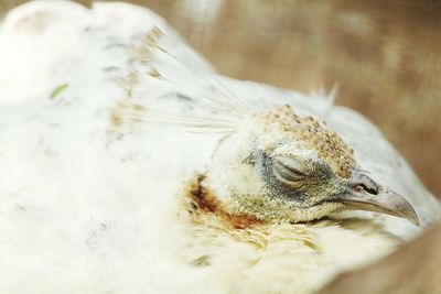 Close-up of a bird