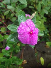 Close-up of pink flowers