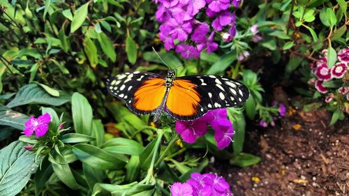 Close-up of butterfly pollinating on pink flower