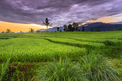 Scenic view of agricultural field against sky during sunset