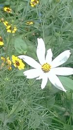 Close-up of white daisy flowers