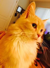 Portrait of cat